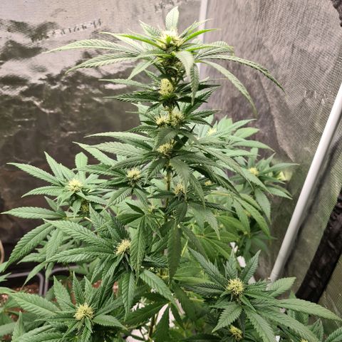 Critical #we growlog timeline photo