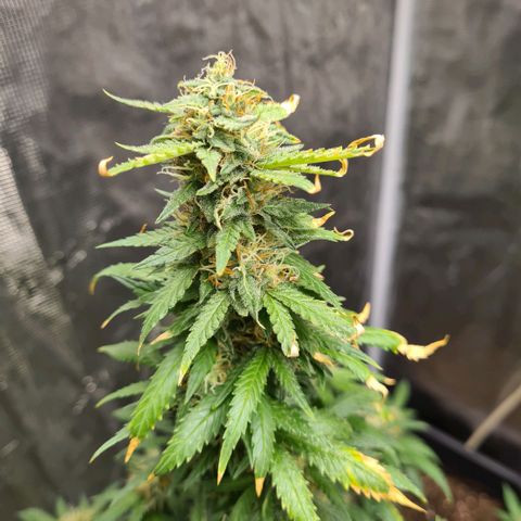 Critical #we growlog timeline photo