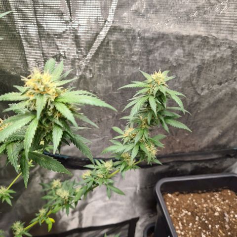Critical #we growlog timeline photo