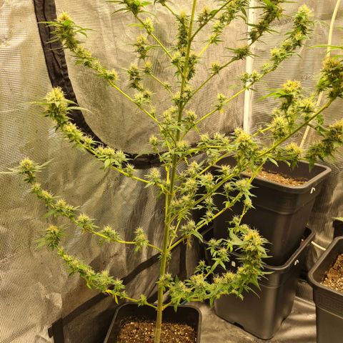 Critical #we growlog timeline photo