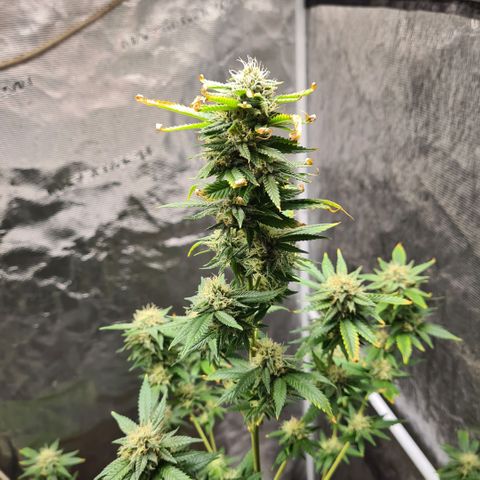 Critical #we growlog timeline photo
