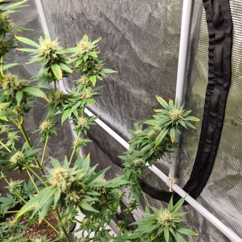 Critical #we growlog timeline photo