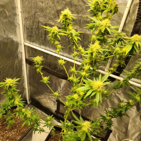 Critical #we growlog timeline photo