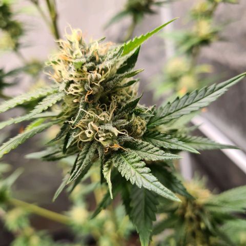 Critical #we growlog timeline photo