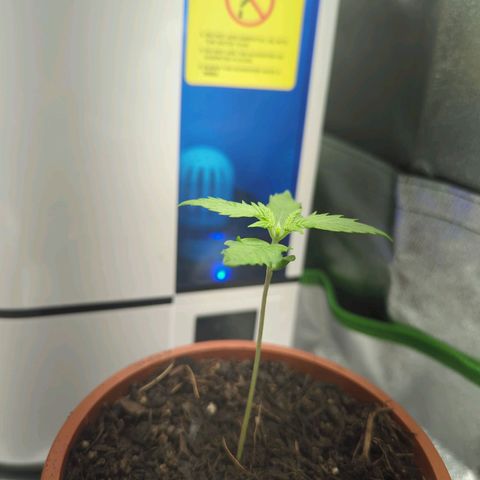 Toby growlog timeline photo
