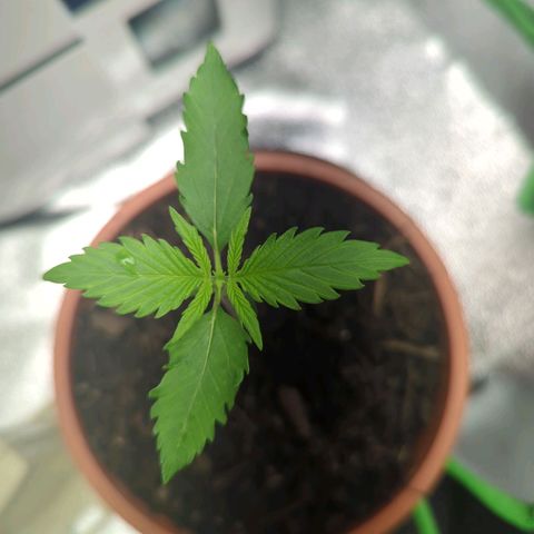 Toby growlog timeline photo