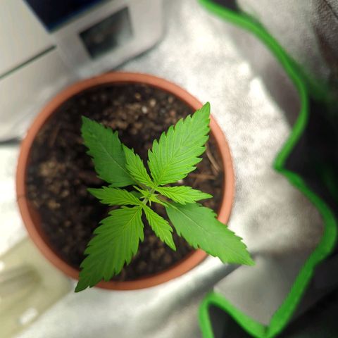 Toby growlog timeline photo
