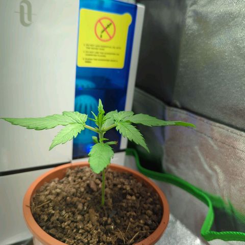 Toby growlog timeline photo