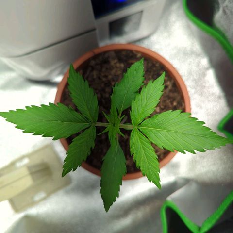 Toby growlog timeline photo
