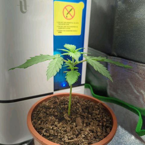 Toby growlog timeline photo