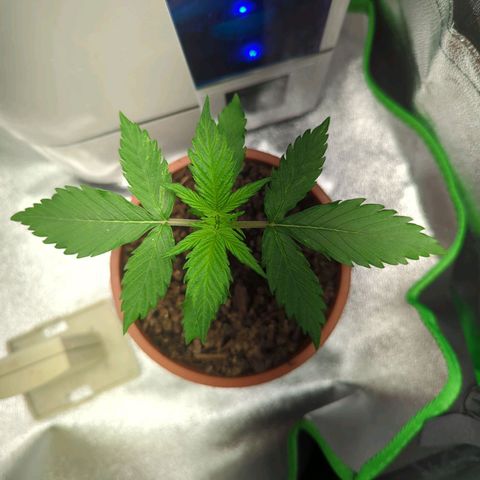 Toby growlog timeline photo