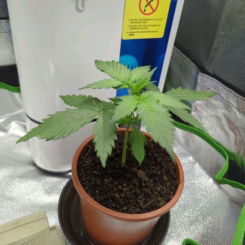 Toby growlog timeline photo