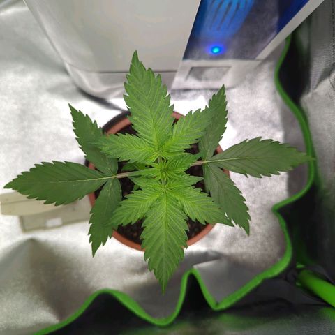 Toby growlog timeline photo