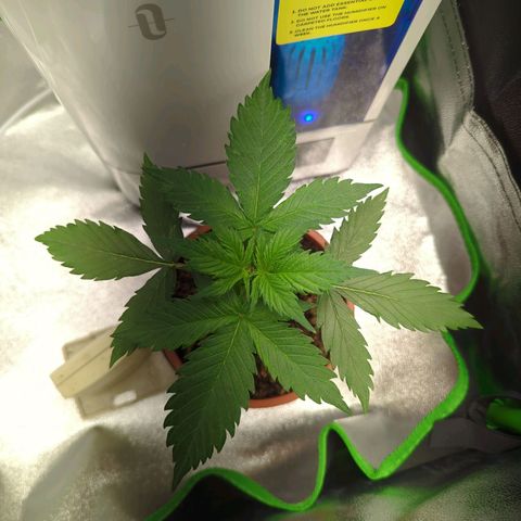 Toby growlog timeline photo