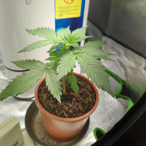 Toby growlog timeline photo