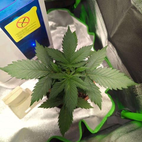 Toby growlog timeline photo