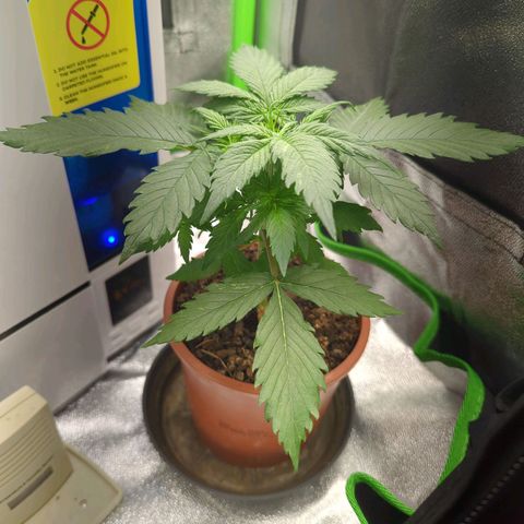 Toby growlog timeline photo