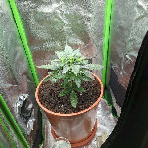 Toby growlog timeline photo