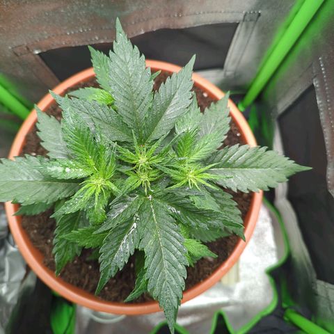 Toby growlog timeline photo