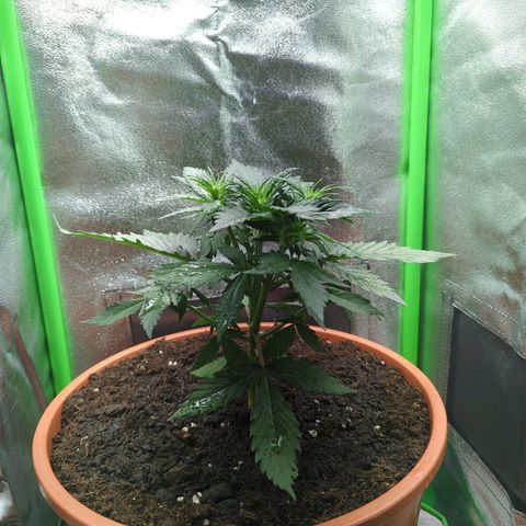 Toby growlog timeline photo