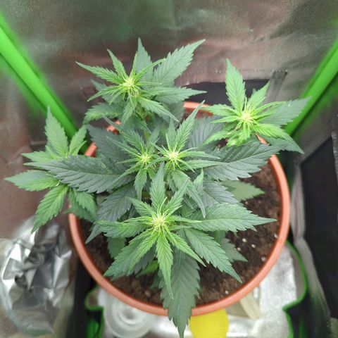 Toby growlog timeline photo