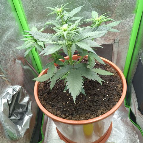 Toby growlog timeline photo