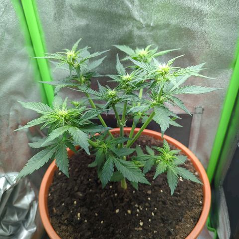 Toby growlog timeline photo