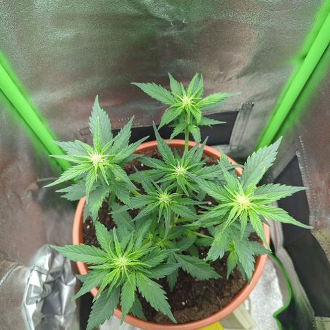 Toby growlog timeline photo