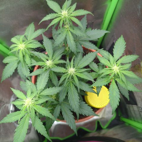 Toby growlog timeline photo