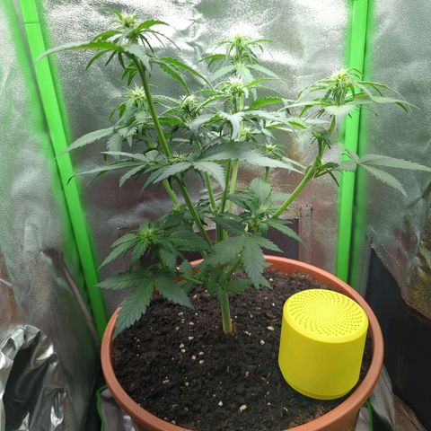 Toby growlog timeline photo