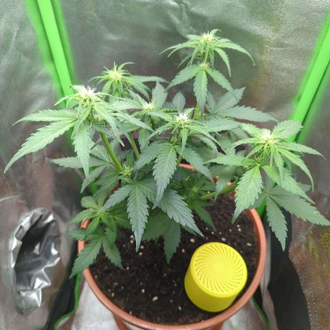 Toby growlog timeline photo