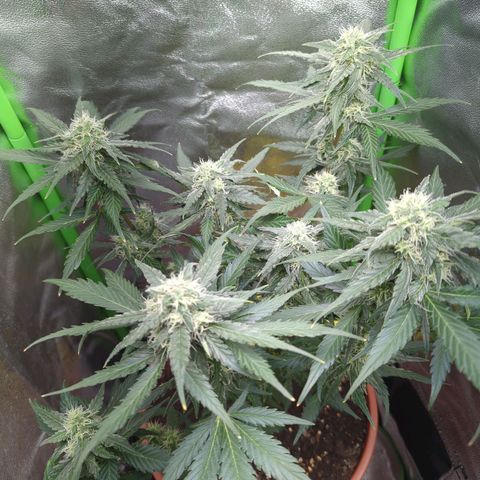 Toby growlog photo: Nach dem Urlaub 