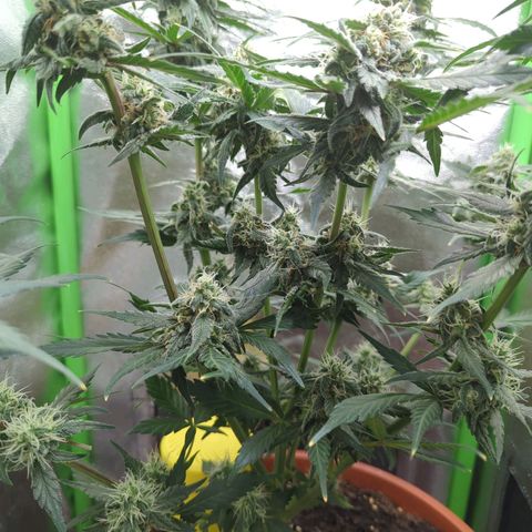 Toby growlog timeline photo