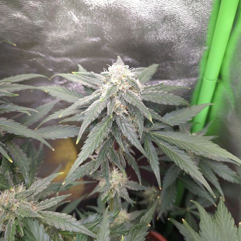 Toby growlog timeline photo