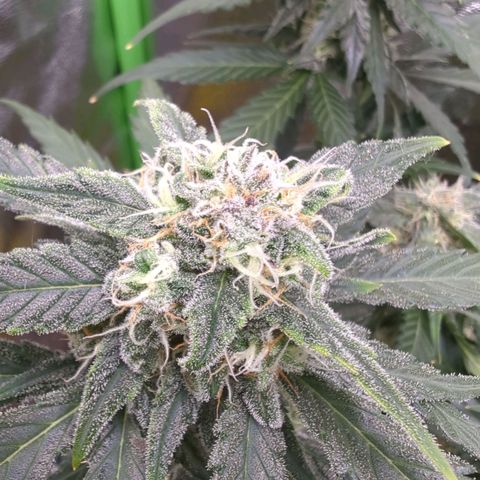 Toby growlog timeline photo