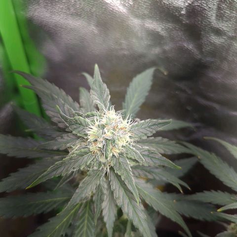 Toby growlog timeline photo