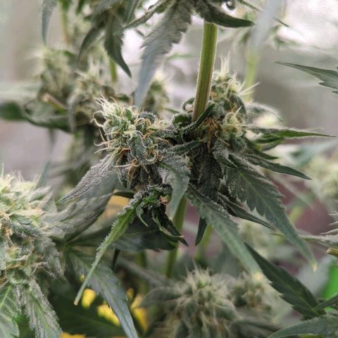 Toby growlog timeline photo