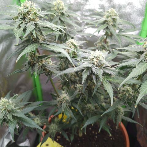 Toby growlog timeline photo
