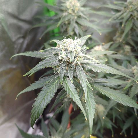 Toby growlog timeline photo