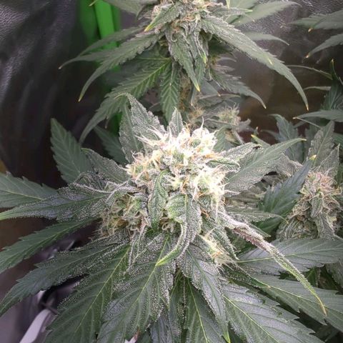 Toby growlog timeline photo