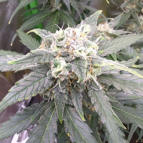 Toby growlog timeline photo