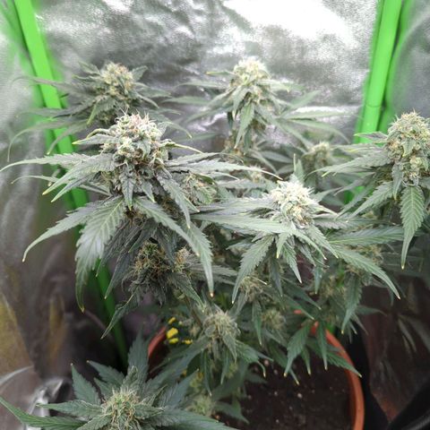 Toby growlog timeline photo