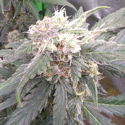 Toby growlog timeline photo