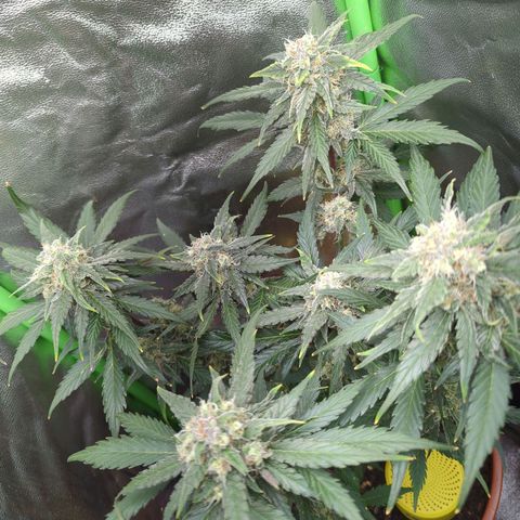 Toby growlog timeline photo