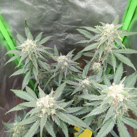 Toby growlog timeline photo