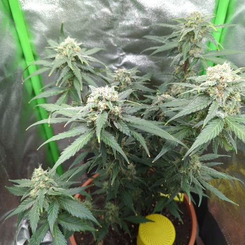Toby growlog timeline photo