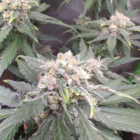 Toby growlog timeline photo