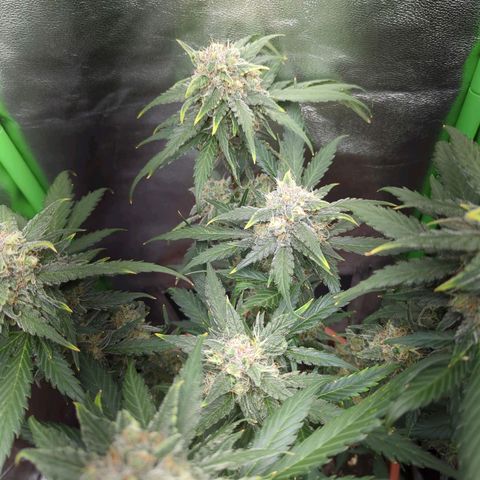 Toby growlog timeline photo