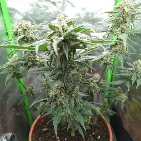 Toby growlog timeline photo