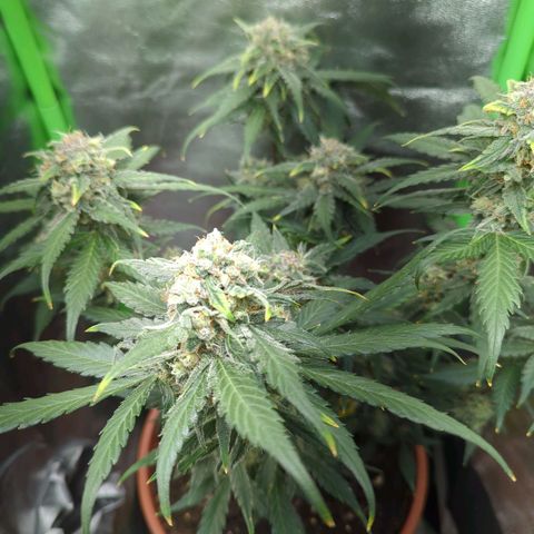 Toby growlog timeline photo